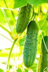 Fresh ripe cucumbers growing in greenhouse