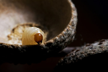 insect in acorn's hat