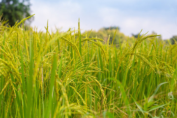 Beautiful rice fields, Paddy fields