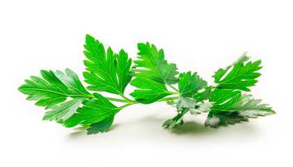 Fresh parsley on white background