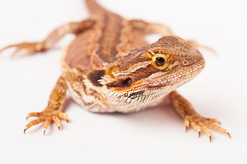 one agama bearded on white background.reptile close-up.
