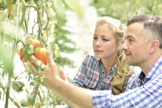 Farmer with student in organic greenhouse