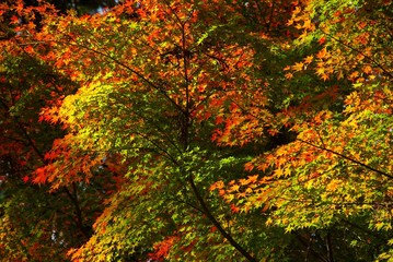 日本の秋・紅葉