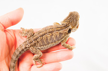 one agama bearded on white background.He is sitting on a human hand