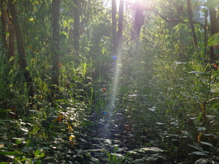 light streaming through the woods