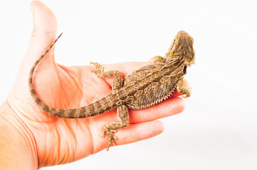 one agama bearded on white background.He is sitting on a human hand