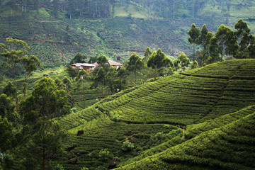 Tea Fields of Sri Lanka, Nuwara eliya