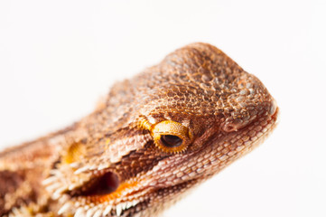one agama bearded on white background.reptile close-up.