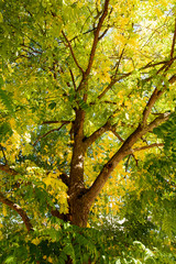 Farben im Herbst im Baum und Laub