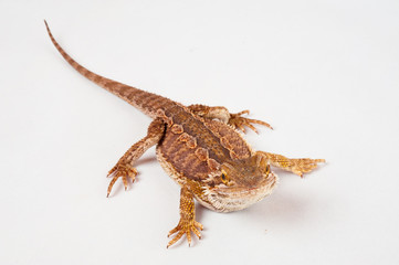 one agama bearded on white background.reptile close-up.