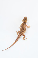 one agama bearded on white background.reptile close-up.