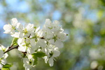 Blooming cherish tree in the garden in spring 