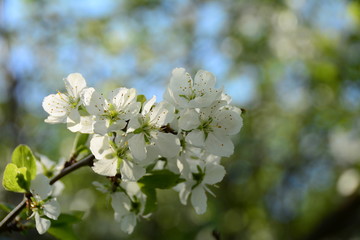 Beautiful blooming cherish tree 