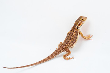 Naklejka premium one agama bearded on white background.reptile close-up.