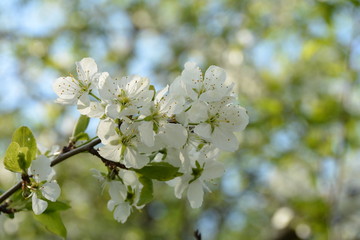 Beautiful blooming cherish tree in spring 