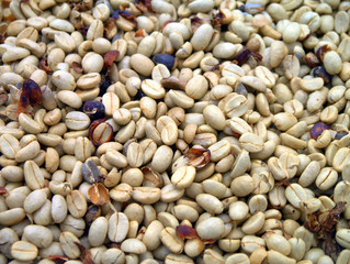 Coffee beans before roasting