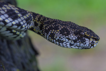 Close up of Mangrove Pitviper snake