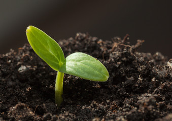 Cucumber sprout