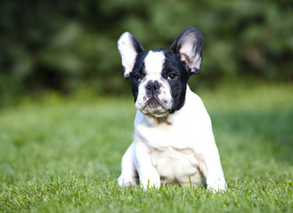 French bulldog 
