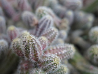 Cactus 9