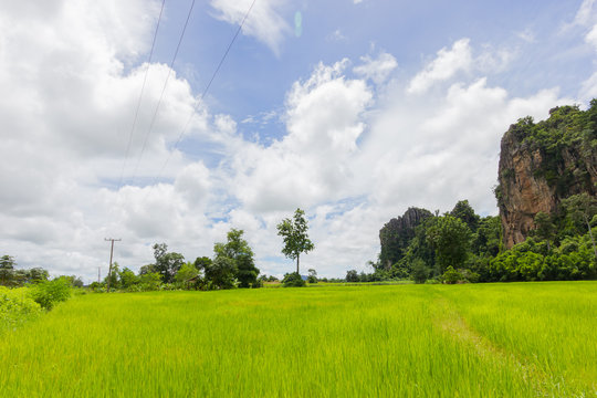 green rice field and the big rock mountain in Thailand