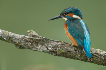 Kingfisher on a twig with a green background
