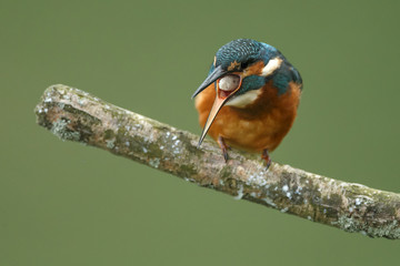 Kingfisher on a twig with a green background
