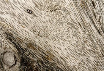 brown wood texture background close up