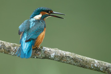 Kingfisher on a twig with a green background