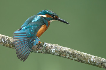 Kingfisher on a twig with a green background