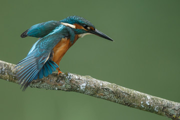 Kingfisher on a twig with a green background