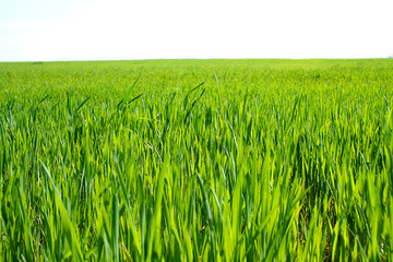 Green grass meadow and sky.