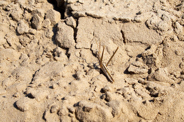 Brown grasshopper-locust on sand