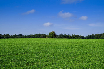 Fototapeta premium Frisch gemähte Wiese mit blauem Himmel und Wald am Horizont