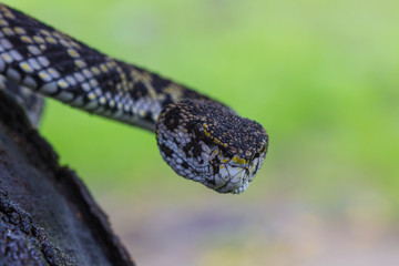 Close up of Mangrove Pitviper snake