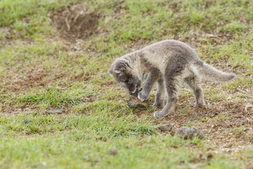 Playful arctic fox cub of 6weeks old
