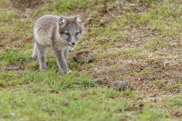 Obraz premium Playful arctic fox cub of 6weeks old 
