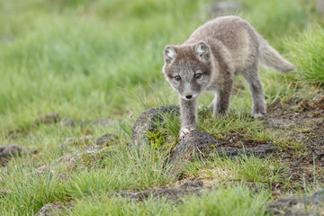 Playful arctic fox cub of 6weeks old
