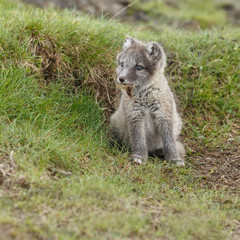 Fototapeta premium Playful arctic fox cub of 6weeks old 
