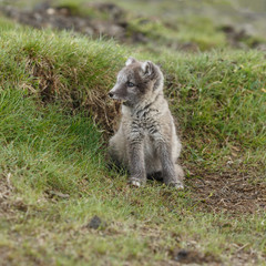 Fototapeta premium Playful arctic fox cub of 6weeks old 