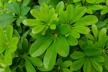 Green leaves in garden.