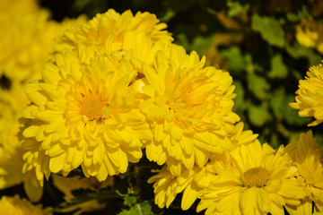 Chrysanthemum