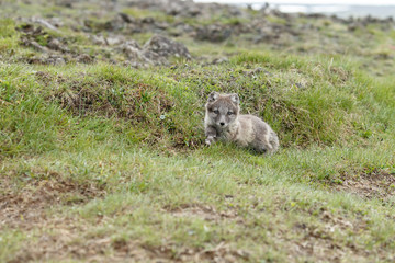 Playful arctic fox cub of 6weeks old
