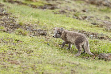 Naklejka na ściany i meble Playful arctic fox cub of 6weeks old 