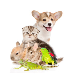 large group of pets. Isolated on white background
