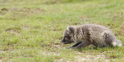 Fototapeta premium Playful Arctic fox cub in the mountains of Iceland