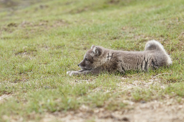 Playful Arctic fox cub in the mountains of Iceland