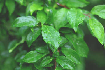 Leaves on a tree with drops