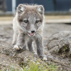 Playful Arctic fox cub in the mountains of Iceland