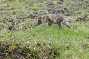 Fototapeta premium Playful Arctic fox cub in the mountains of Iceland